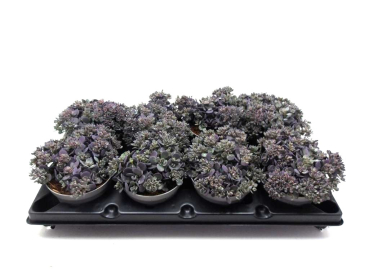 Sedum cauticola blue