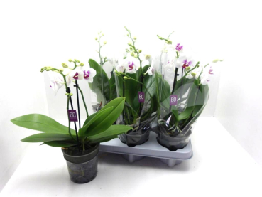 Phalaenopsis "Bo" 2 Rispen weiß-pink