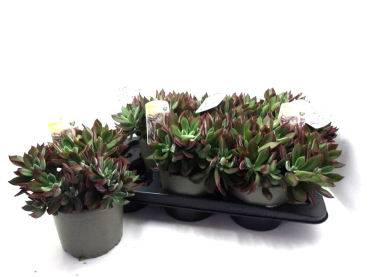 Echeveria pulvinata