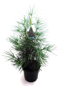 Sciadopitys vertcillata