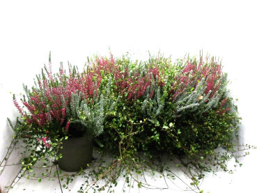 Calluna + Fluffy + Mühlenbeckia