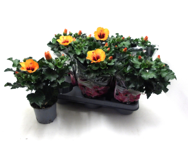 Hibiscus r.s. "Petite orange"