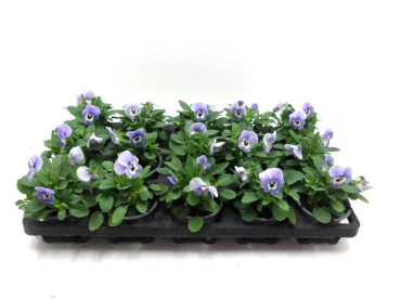 Viola cornuta