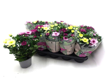 Chrysanthemum Trio