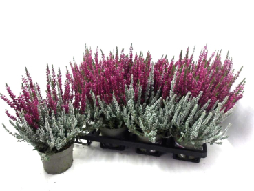 Calluna vulgaris  Twin