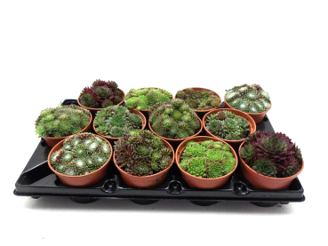 Sempervivum Mix