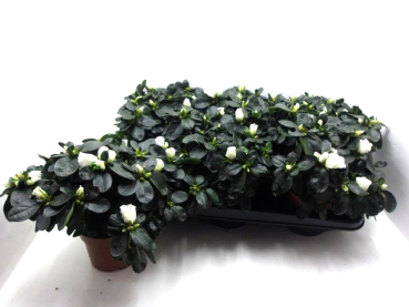 Azaleen weiß