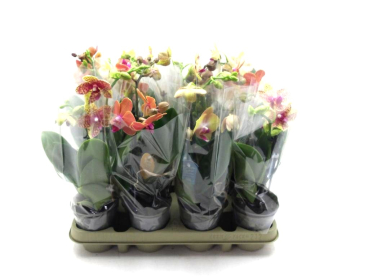 Phalaenopsis midi 2 Rispen gelb-orange-Mix