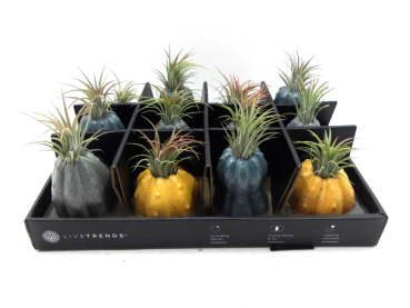 Tillandsia in Kürbis