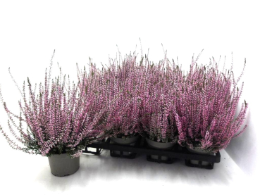 Calluna  vulgaris rosa
