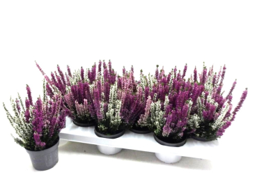 Calluna midi Trio lila-weiß-rosa