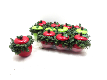 Mini Callisia in Apfel