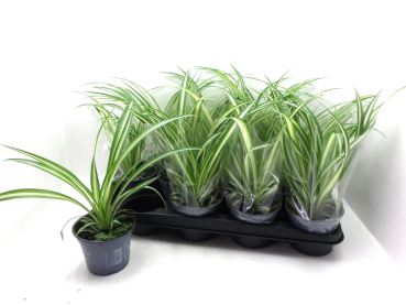 Chlorophytum com.