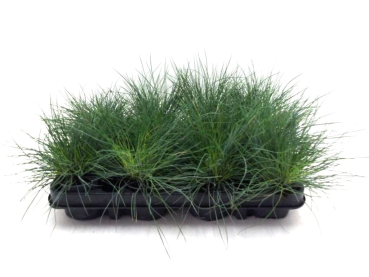 Mini Festuca