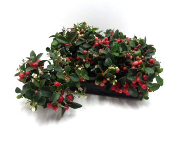 Mini Gaultheria procumbens rot