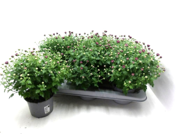 Chrysanthemum "Garden Mums" lila