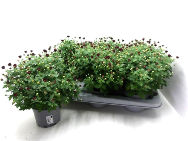 Chrysanthemum "Garden Mums" rot