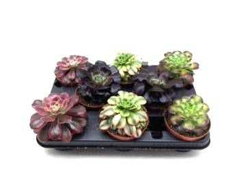 Aeonium Mix
