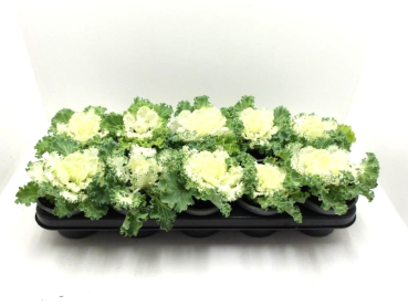 Brassica weiß