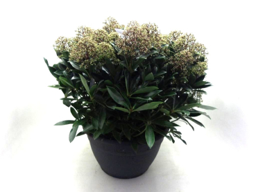 Skimmia jap. Schale 'Cuba'