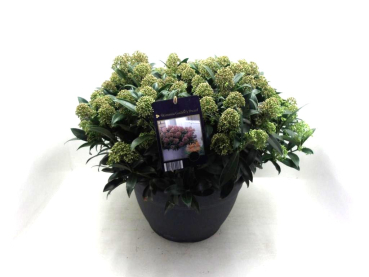 Skimmia jap. Schale 'Goodries Dwarf'