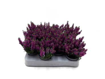 Mini Calluna lila