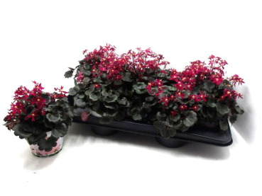 Saxifraga cortusifolia rot