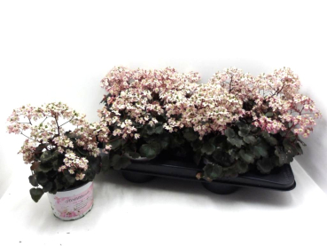 Saxifraga cortusifolia rosé