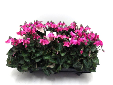 Cyclamen midi "Petticoat" pink