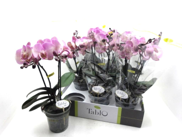 Phalaenopsis "Tablo" 2 Rispen "Rosato"