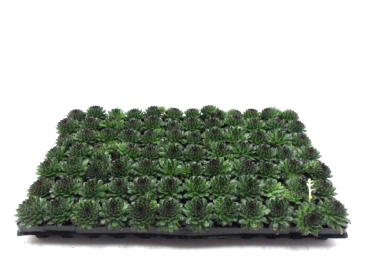 Sempervivum Ballenware dunkelgrün