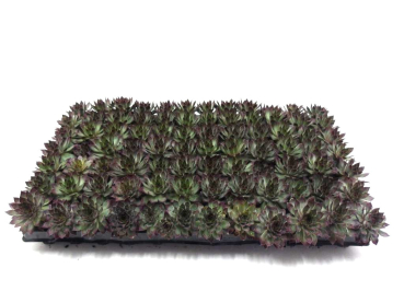 Sempervivum Ballenware dunkel grünrot