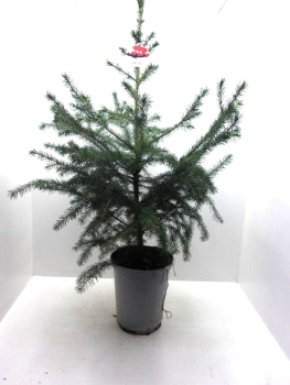 Picea omorika