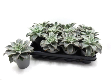 Echeveria 'Maradiba'