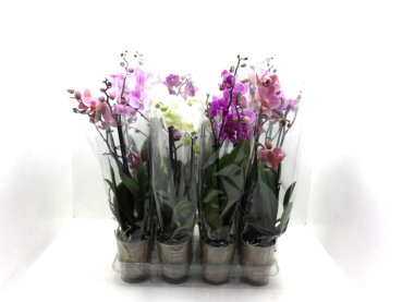 Phalaenopsis midi 2 Rispen Mix