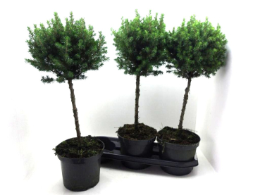 Picea glauca Stämmchen