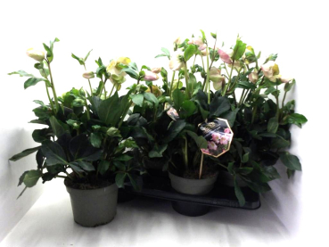 Helleborus "Winter Ballett Katie"