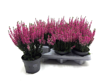 Calluna vulg. pink