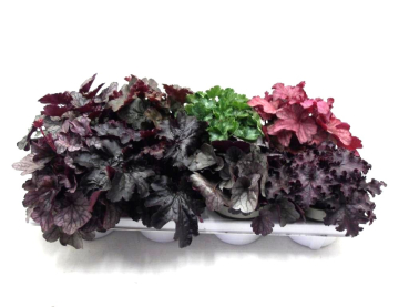 Heuchera Mix