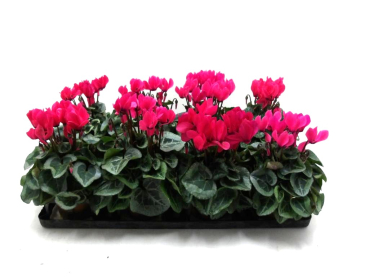 Cyclamen midi pink
