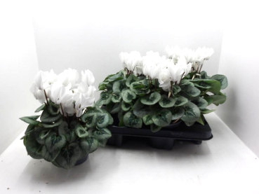 Cyclamen pers. weiß