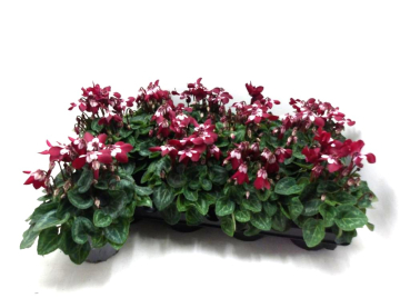 Cyclamen "Djix" dunkelrot