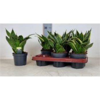 Sansevieria trifa. 'Laurentii'