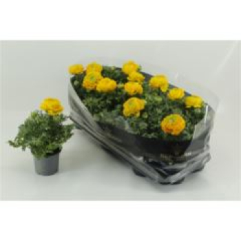 Ranunculus gelb