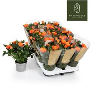 Rosen 'Kordana' orange