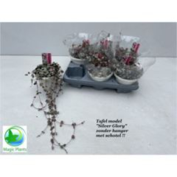 Ceropegia woodii 'Silver Glory'