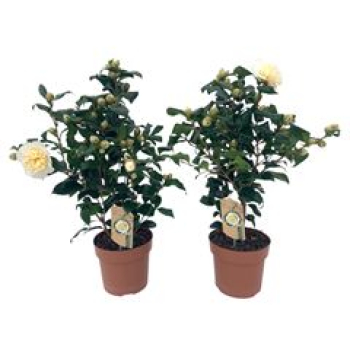 Camellia japonica 'Brushfield Yell'