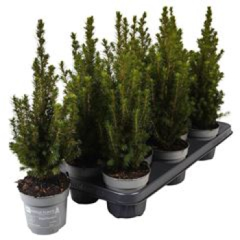 Picea glauca 'Magnifique'