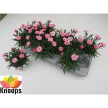 Dianthus 'I Love U'