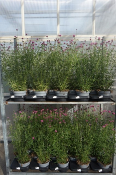 Gomphrena globosa